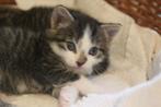 Kittens, Dieren en Toebehoren, Katten en Kittens | Raskatten | Korthaar, Kater, Ontwormd, 0 tot 2 jaar