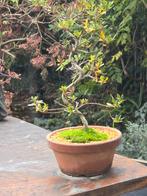 Bonsai azalea 10jr 30cm met gemeleerde bloei, Tuin en Terras, Planten | Bomen, Ophalen, Volle zon, Overige soorten, Minder dan 100 cm