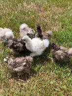 Usa zijdehoen hennen 🐥5wk geent zijdehoenders hen🍀, Vrouwelijk, Kip