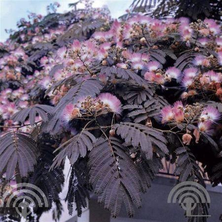 Albizia julibr. 'Summer Chocolate'

Perzische slaapboom, Tuin en Terras, Planten | Bomen, Overige soorten, Volle zon, Ophalen of Verzenden
