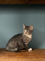 Knappe kittens, Meerdere dieren, Kortharig, 0 tot 2 jaar