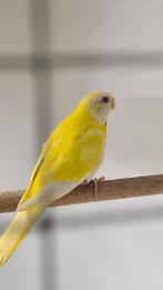 Splendid parkieten Lutino roodbuik, Dieren en Toebehoren, Meerdere dieren, Parkiet, Geringd