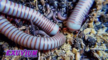 Atopochetus caudulanus miljoenpoten / millipedes beschikbaar voor biedingen