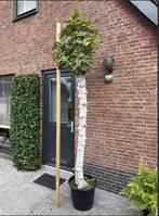 Vijg Ficus Carica, Bloeit niet, 250 tot 400 cm, Ophalen, Volle zon