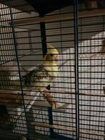 Vermist Schaijk, Vrouwelijk, Parkiet