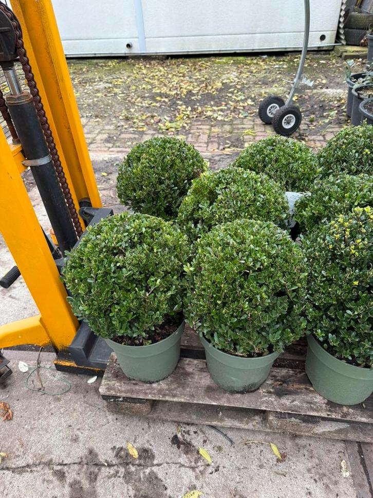 Ilex bollen 35/40 jenny is geen buxus mooi blad top geknipt, Tuin en Terras, Planten | Tuinplanten, Vaste plant, Overige soorten