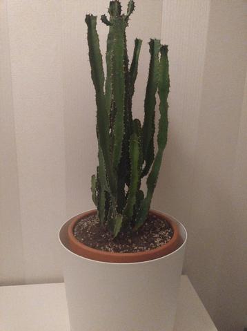 Euphorbia cactus in pot beschikbaar voor biedingen