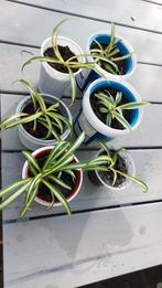 Graslelie stekjes te koop!, Vaste plant, Halfschaduw, Zomer, Ophalen