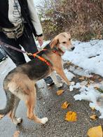 Sky – zacht, liefdevol en klaar voor haar eigen mensen ️, Dieren en Toebehoren, Honden | Niet-rashonden, Particulier, 15 weken tot 1 jaar