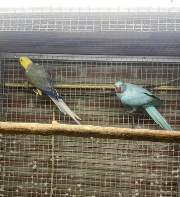 Kweekkoppel opaline wkws halsband parkiet / halsbandparkiet beschikbaar voor biedingen