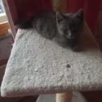 Prachtige mix perzische kittens katertje zie foto's, Kater, Langharig, 0 tot 2 jaar