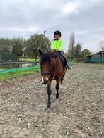 8- jarige draver inruil mogelijk, Dieren en Toebehoren, Paarden, Minder dan 160 cm, B, Gechipt, Ruin