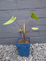 🌴 Colocasia, olifantsoor met mooi blad - P9, Overige soorten, Vaste plant, Ophalen of Verzenden, Bloeit niet