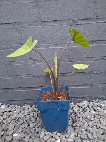 🌴 Colocasia, olifantsoor met mooi blad - P9 beschikbaar voor biedingen