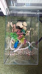 Aquarium met spoelen, Dieren en Toebehoren, Vissen | Aquariumvissen, Vis