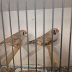 Bruine tt zebravinken, Meerdere dieren, Tropenvogel, Geringd