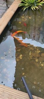 2 XXl windes 25/30 cm, Dieren en Toebehoren, Vissen | Vijvervissen, Karper of Koi