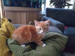 Nog 2 kittens te koop 50 % langharig Perzisch, Dieren en Toebehoren, Katten en Kittens | Overige Katten, Meerdere dieren
