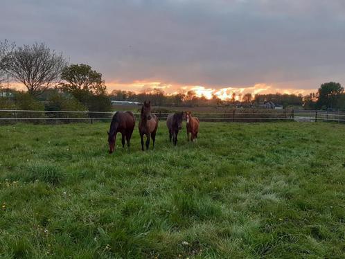 Weidegang en winterstalling, Dieren en Toebehoren, Stalling en Weidegang, Opfok, Stalling, Weidegang, 4 paarden of pony's of meer