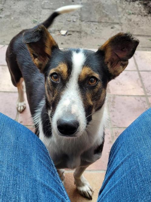Adele, klein medium teefje gest 2 jaar, Dieren en Toebehoren, Honden | Niet-rashonden, Middel, Teef, Particulier, Eén hond, Buitenland