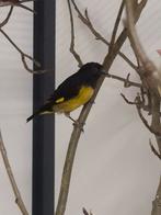 4-4 Geelbuik sijsen, Dieren en Toebehoren, Vogels | Overige Vogels, Meerdere dieren, Tropenvogel, Geringd