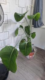 Strelitzia Nicolai - Paradijsvogelplant, Ophalen, Overige soorten, Halfschaduw, In pot