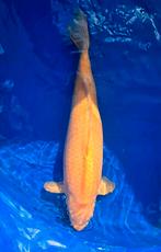 Karashigoi yagenji, Dieren en Toebehoren, Vissen | Vijvervissen, Karper of Koi