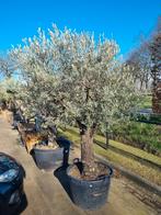 Olijfboom bonsai, alle afmetingen - Ruim assortiment Olijven, Tuin en Terras, Planten | Bomen, Olijfboom, Volle zon, Bloeit niet