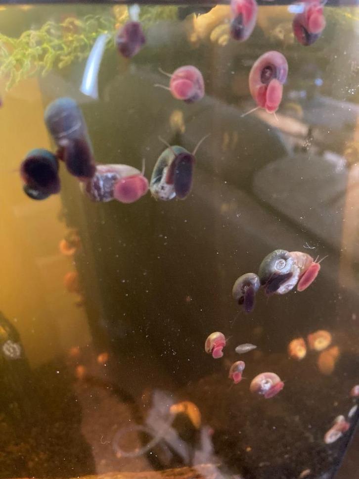 Posthoorn slakjes (alleen afhalen), Dieren en Toebehoren, Vissen | Aquariumvissen, Vis
