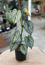 Philodendron branditianum stekken, Huis en Inrichting, Kamerplanten, Ophalen of Verzenden, Halfschaduw, Minder dan 100 cm