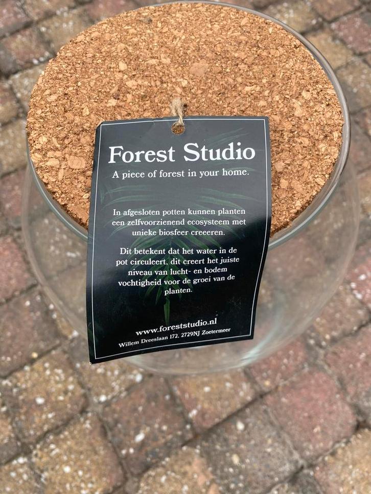 Forest Studio Glazen Pot met Kurk - Mini-Ecosysteem, Huis en Inrichting, Kamerplanten, Overige soorten, Minder dan 100 cm, Groene kamerplant