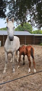 Lieve fokmerrie te koop, Dieren en Toebehoren, Paarden, Merrie, 0 tot 2 jaar
