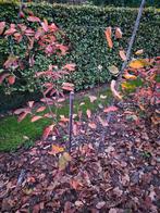 Krentenboompje Amelanchier 80-100cm, Tuin en Terras, Planten | Bomen, Ophalen, Volle zon, Overige soorten