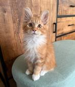 Maine Coon kittens, gereserveerd., Dieren en Toebehoren, Katten en Kittens | Raskatten | Langhaar, Meerdere dieren, Gechipt