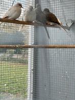 Jonge Diamantduifjes, Dieren en Toebehoren, Meerdere dieren, Parkiet