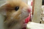 Goudhamster hamster Syrische hamster, Dieren en Toebehoren, Knaagdieren, Hamster, Meerdere dieren, Tam, September