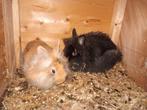 4 jonge Leeuwenkop Jonge konijnen te koop, Dieren en Toebehoren, Konijnen, Meerdere dieren