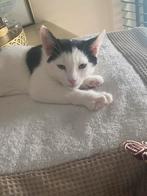Kleine kat met spullen, Dieren en Toebehoren, Katten en Kittens | Overige Katten, Kater