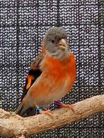 Kapoetsensijs pop gezocht, Dieren en Toebehoren, Vogels | Overige Vogels, Vrouwelijk, Tropenvogel