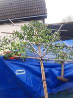 Bladhoudende leibomen met rek, Tuin en Terras, Planten | Bomen, Leiboom, Lente, 250 tot 400 cm, Ophalen