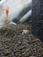 Jonge kreeften, Dieren en Toebehoren, Vissen | Aquariumvissen, Kreeft, Krab of Garnaal, Zoetwatervis