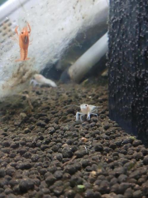 Jonge kreeften, Dieren en Toebehoren, Vissen | Aquariumvissen, Zoetwatervis, Kreeft, Krab of Garnaal