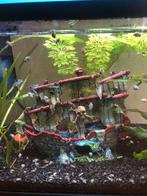 Jonge gezonde guppen Man en Vrouw, Vis