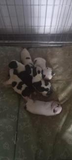 Franse bulldog pups, Dieren en Toebehoren, Rabiës (hondsdolheid), Overige rassen, 8 tot 15 weken, Meerdere