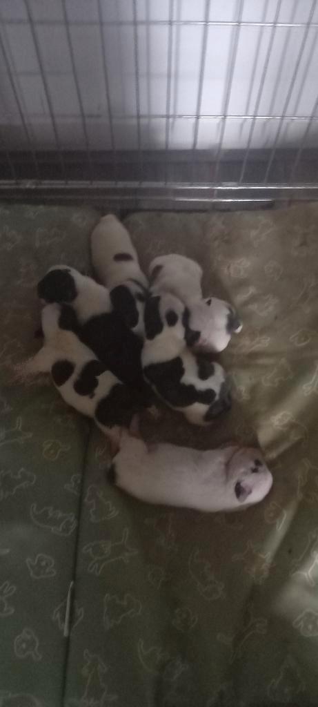 Franse bulldog pups, Dieren en Toebehoren, Honden | Jack Russells en Terriërs, Meerdere dieren, Overige rassen, Particulier, Meerdere
