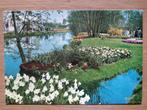 Ansichtkaart Keukenhof Lisse 4389, Verzamelen, Ansichtkaarten | Nederland, Ophalen of Verzenden