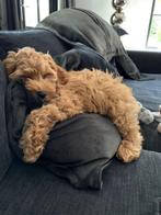 Nu !!  ♥️ mini LABRADOODLE  pupjes CUDDLEWELLRANCH ❤️, Overige rassen, CDV (hondenziekte), 8 tot 15 weken, Meerdere