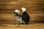 Tamme knuffel kippen | Kuifhoender krielen | Passend advies, Meerdere dieren, Kip
