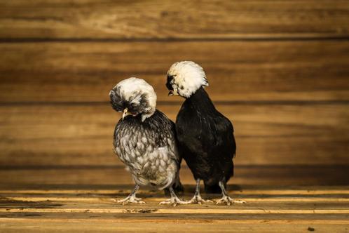 Tamme knuffel kippen | Kuifhoender krielen | Passend advies, Dieren en Toebehoren, Pluimvee, Kip, Meerdere dieren