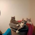 Maine Coon kittens  nog twee poesjes en mogen verhuizen., Meerdere dieren, Gechipt, 0 tot 2 jaar